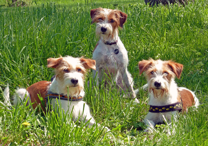  Nessel, Daito & Düse