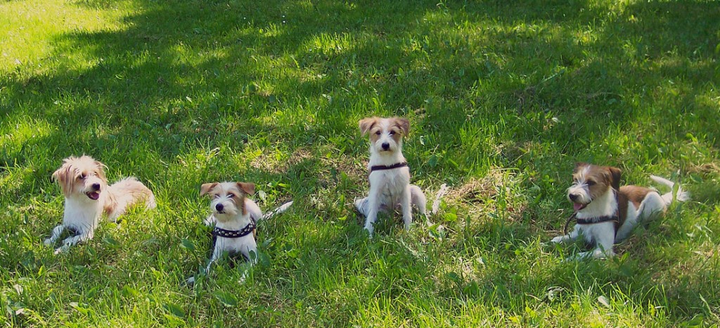  Darwin, Nessel, Düse & Dasper